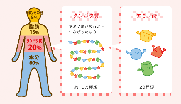 アミノ酸とタンパク質の関係